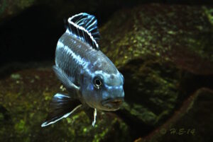 Pseudotropheus cyaneorhabdos